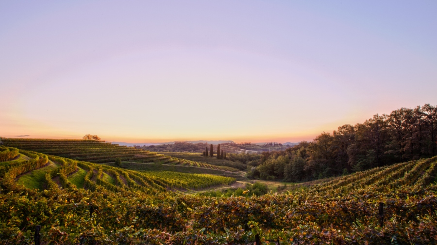 Collio Wine Region