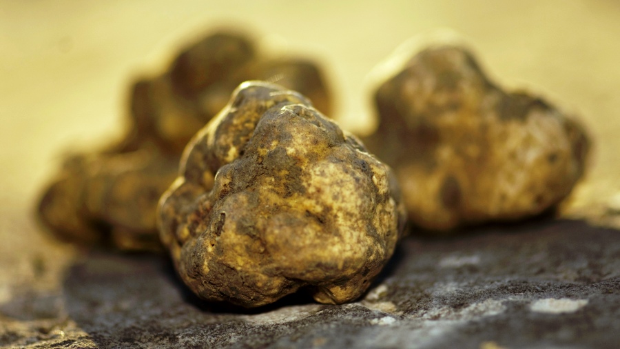 The New York Times Article On Truffles in Istria