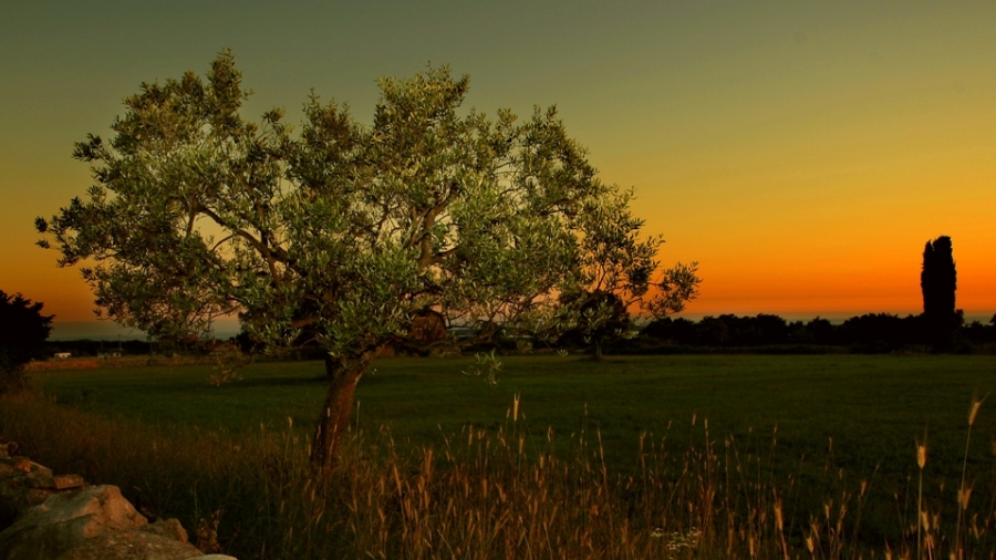 Babic Olive Oil Estate