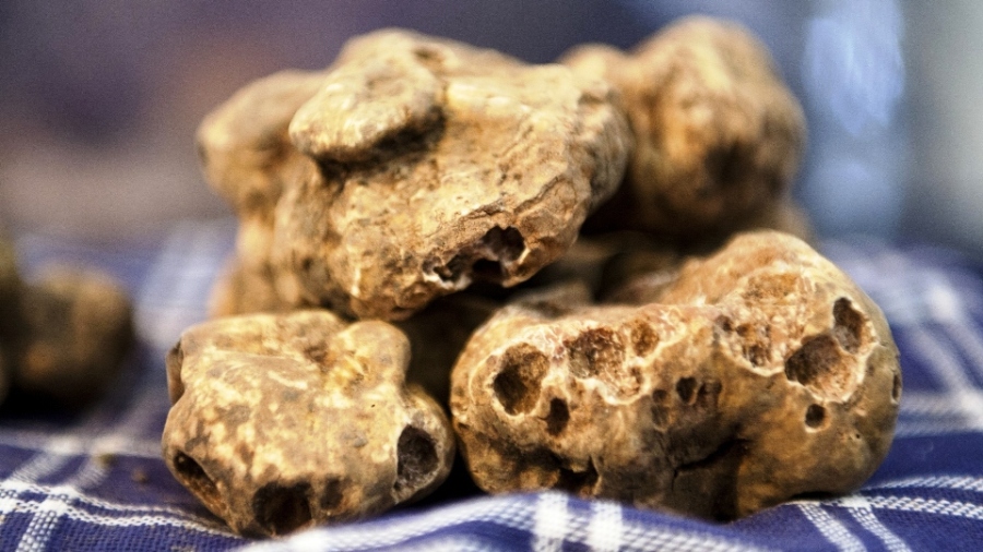 Fine White Truffle